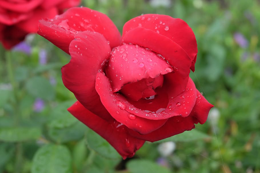 rose, red, red rose, bright, flower, plant, garden, beautiful HD wallpaper