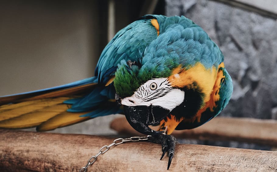 blue and green macaw, blue, brown and black parrot biting his chain HD wallpaper