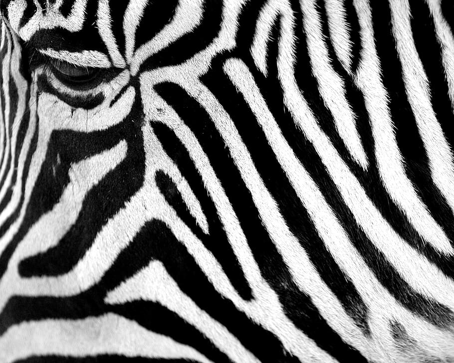 zebra hide in close-up photography, animal, fur, herbivore HD wallpaper