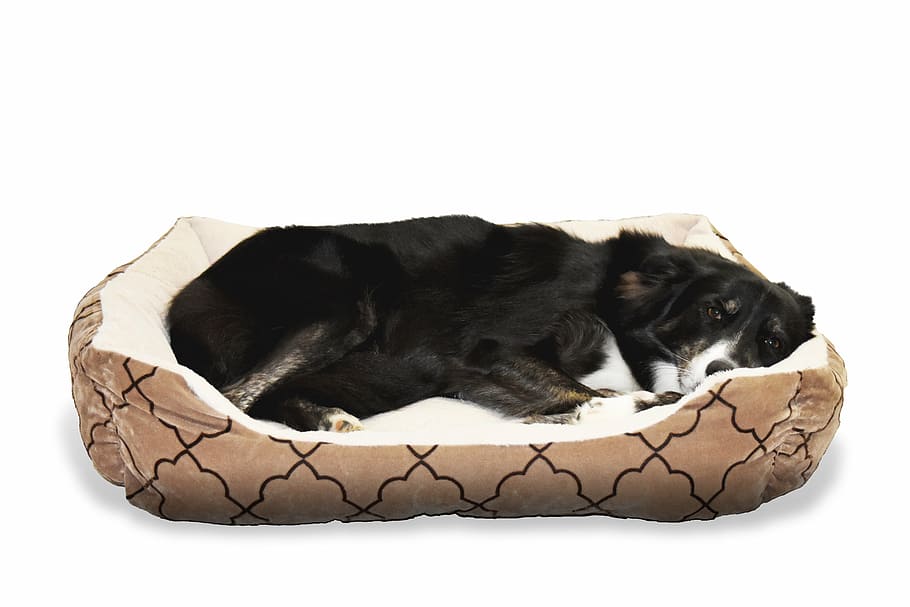 black and white border collie lying on pet bed, dog, animal HD wallpaper