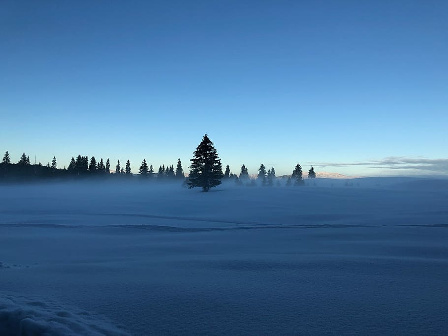 tree on snow, pine tree in the middle of snow covered field during day HD wallpaper