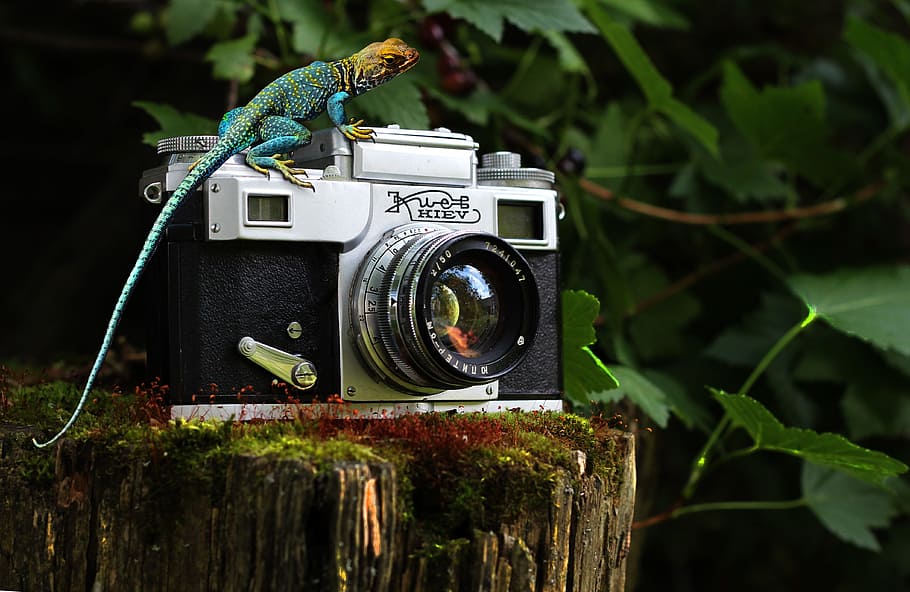 lizard, camera, reptile, nature, tropical, gecko, outdoor, natural HD wallpaper