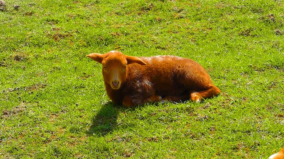 Lamb, Pasture, Wool, Animals, Nature, brown, sun, animal themes HD wallpaper