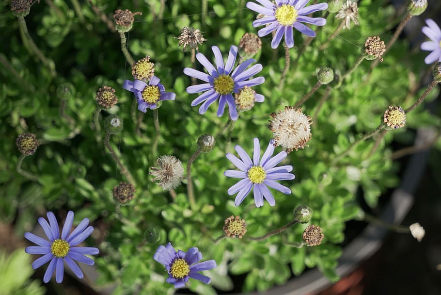 flower, nature, plant, summer, wildflower, spring, flowering plant HD wallpaper