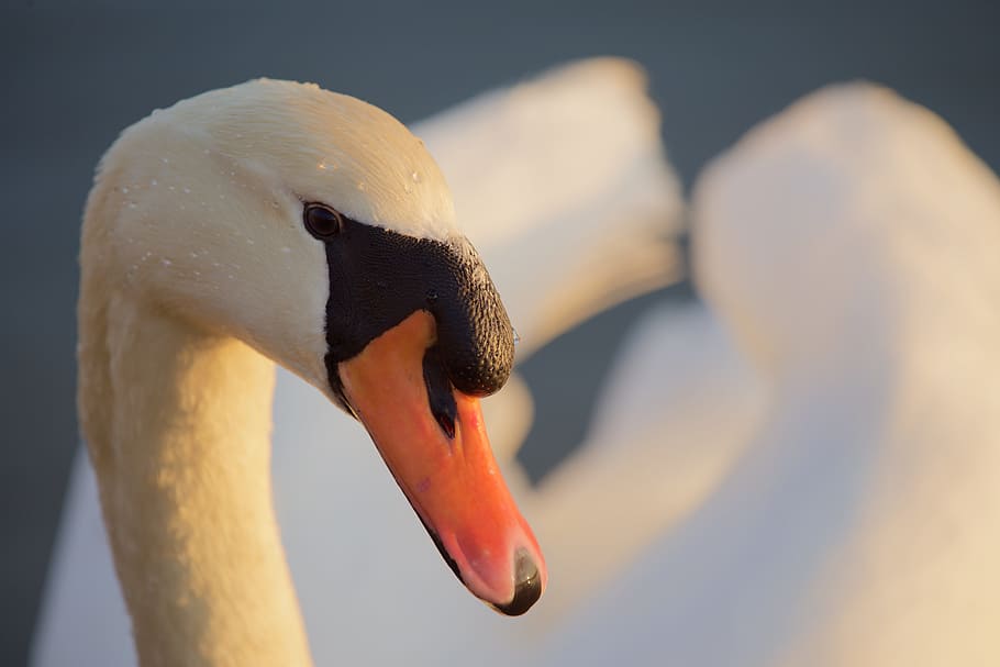 animals, birds, swan, animal themes, animals in the wild, animal wildlife HD wallpaper