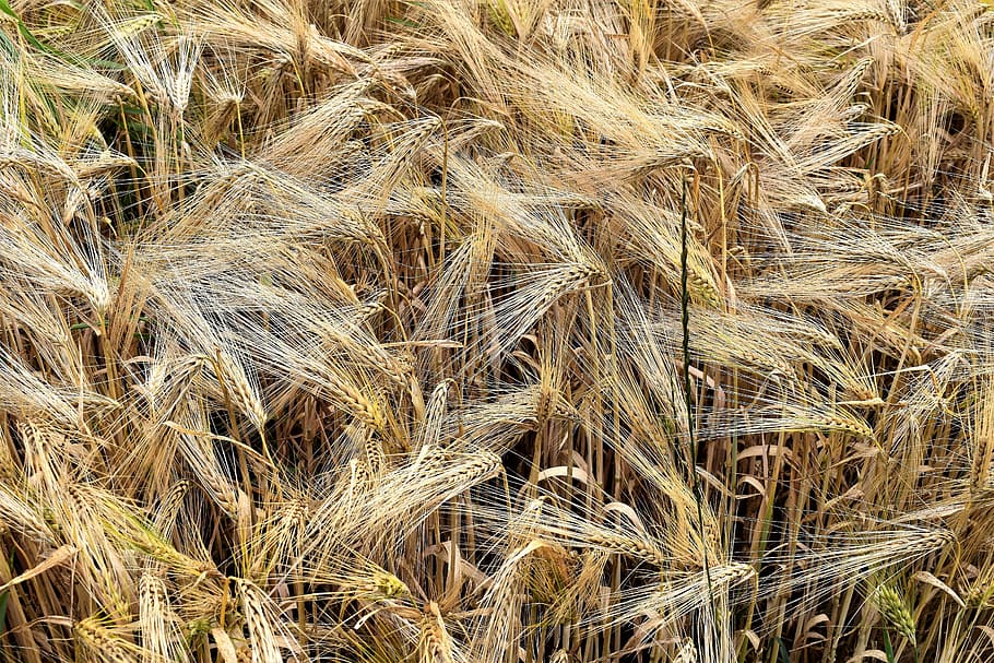 Barley, Cereals, Arable, Field, barley field, ear, agriculture HD wallpaper
