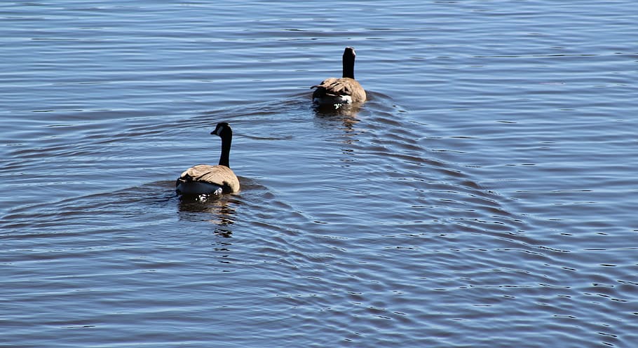 water, duck, ducks, feather, brown, blue, angle, formation HD wallpaper