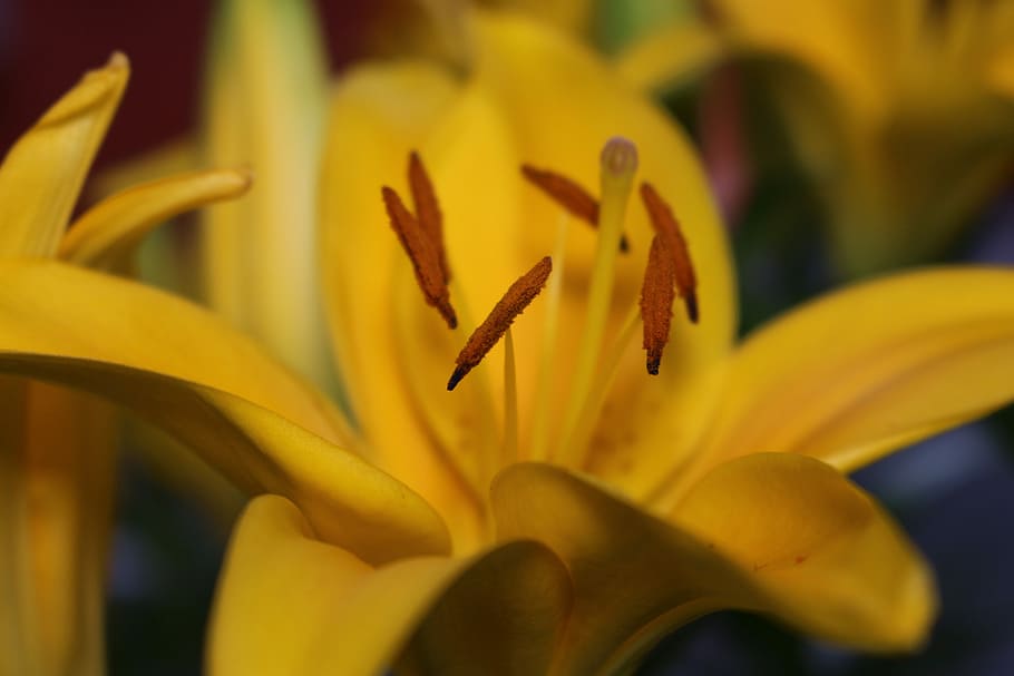 Flower, Yellow, Petal, nature, plant, close-up, macro, beauty In Nature HD wallpaper