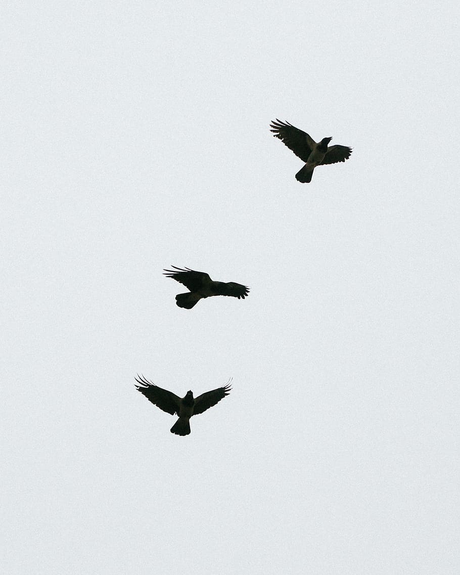 Black crows, animals, black and White, flying, bird, nature, wildlife HD wallpaper