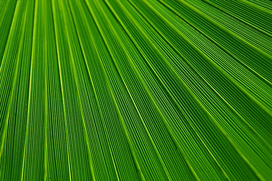 untitled, abstract, background, backgrounds, botany, color HD wallpaper