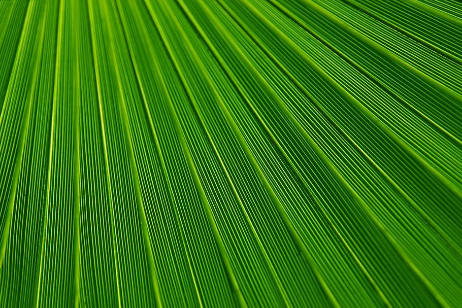 pattern, texture, lines, green, macro, green color, palm tree HD wallpaper