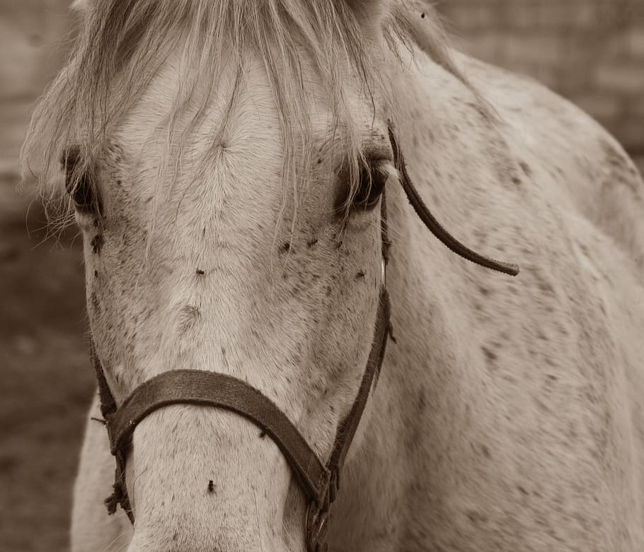 horse, mold, mare, animal, nature, pferdeportrait, horse head HD wallpaper