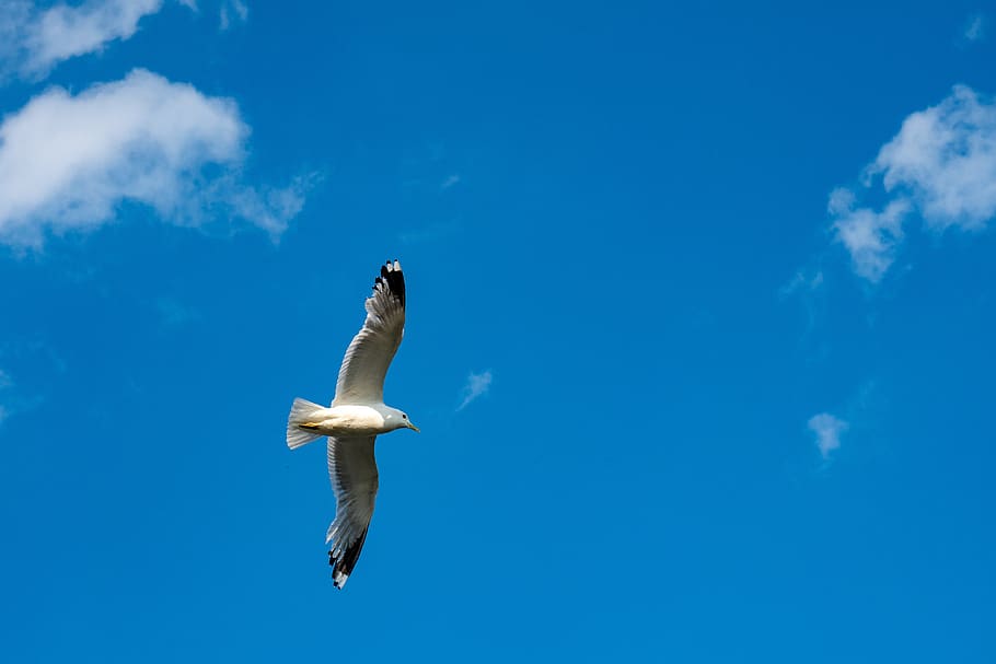 gull, sky, flying, bird, clouds, wing, birds, mood, blue, ease HD wallpaper