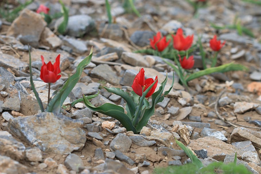 green, red, flower, garden, plant, flowers, beautiful, macro HD wallpaper