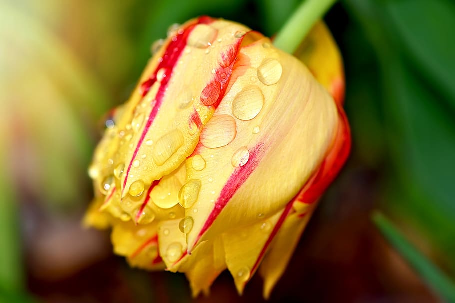 tulip, flower, garden, blossom, bloom, yellow red, plant, nature HD wallpaper