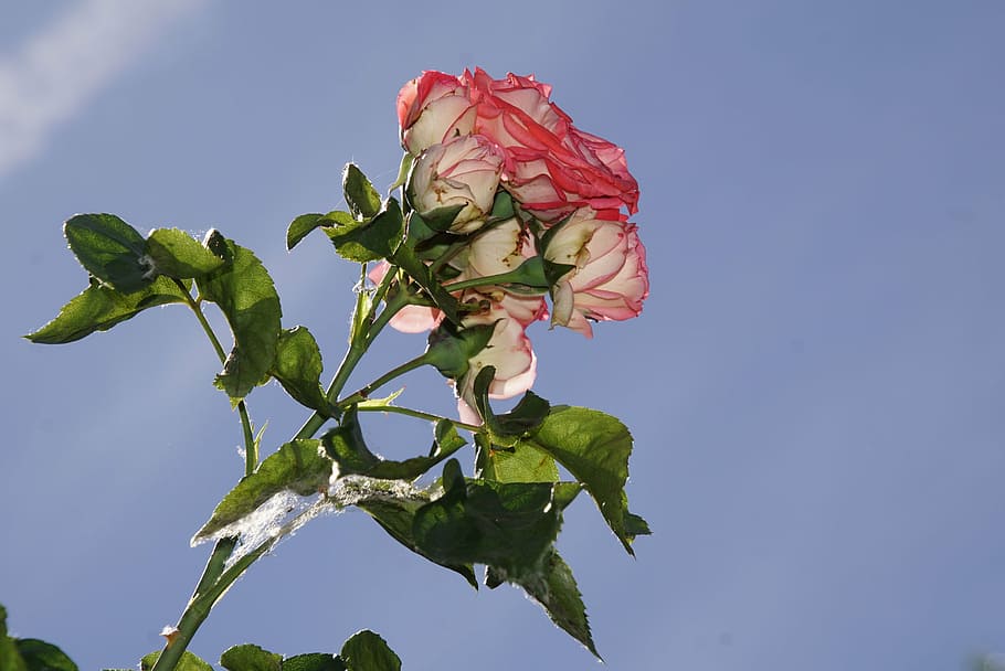rose, blossom, bloom, close, antiquity, rosaceae, red, white HD wallpaper