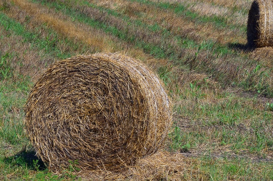 straw, bale, harvest, rural, field, agriculture, nature, summer HD wallpaper