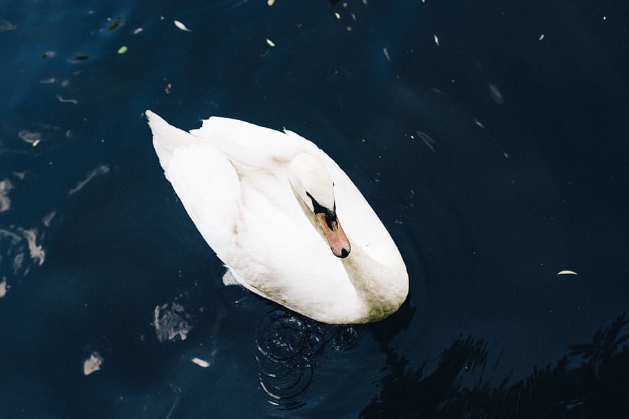 water, ocean, sea, river, swan, beak, animals in the wild, animal themes HD wallpaper
