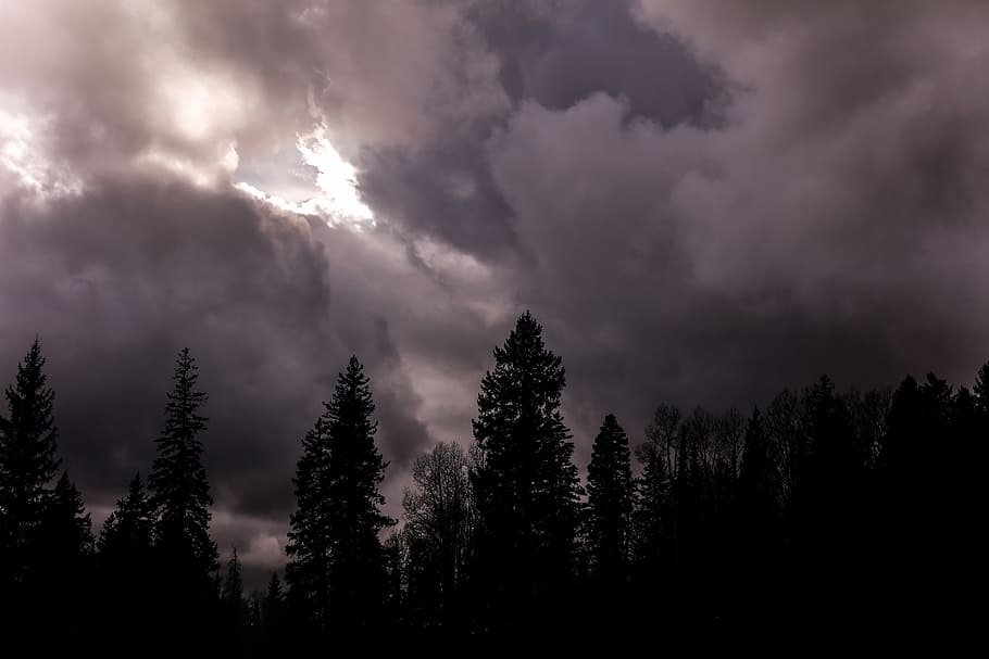 pine trees underneath cloudy weather, silhouette of tall trees under humid weather HD wallpaper