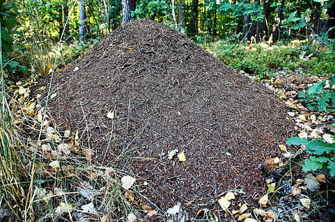 the anthill, ants, forest, in the forest, insect, crawling HD wallpaper