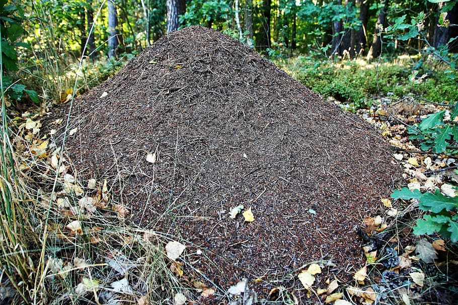 the anthill, ants, forest, in the forest, insect, crawling HD wallpaper