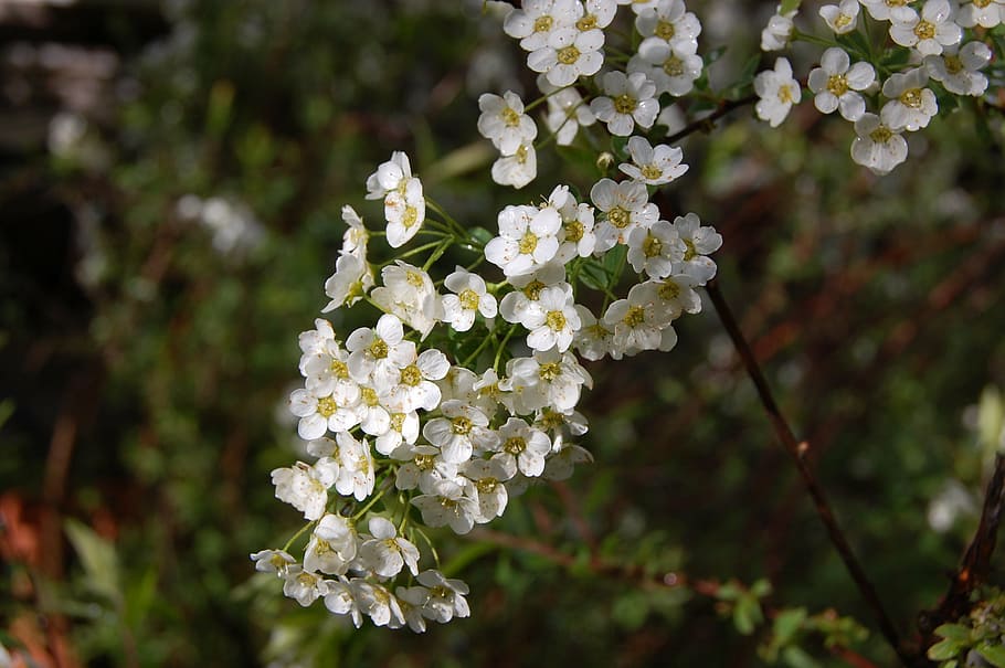 flowers, white, spring, white flowers, white splendour, plant HD wallpaper