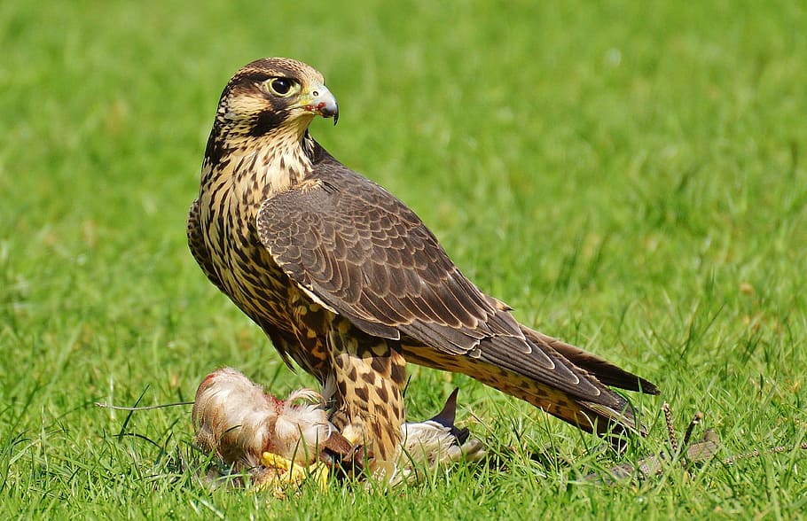 brown eagle on green grass, falcon, wildpark poing, prey, access HD wallpaper