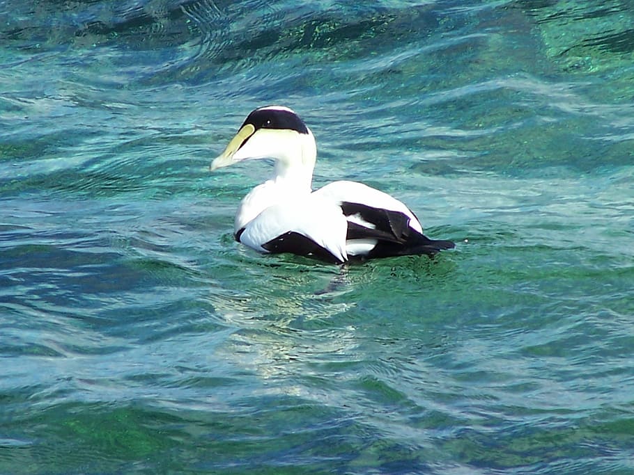 duck, water, nature, animals in the wild, animal themes, animal wildlife HD wallpaper