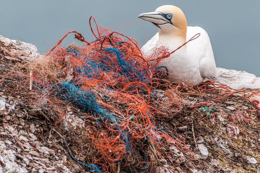 safety net, spirit network, plastic waste, marine pollution