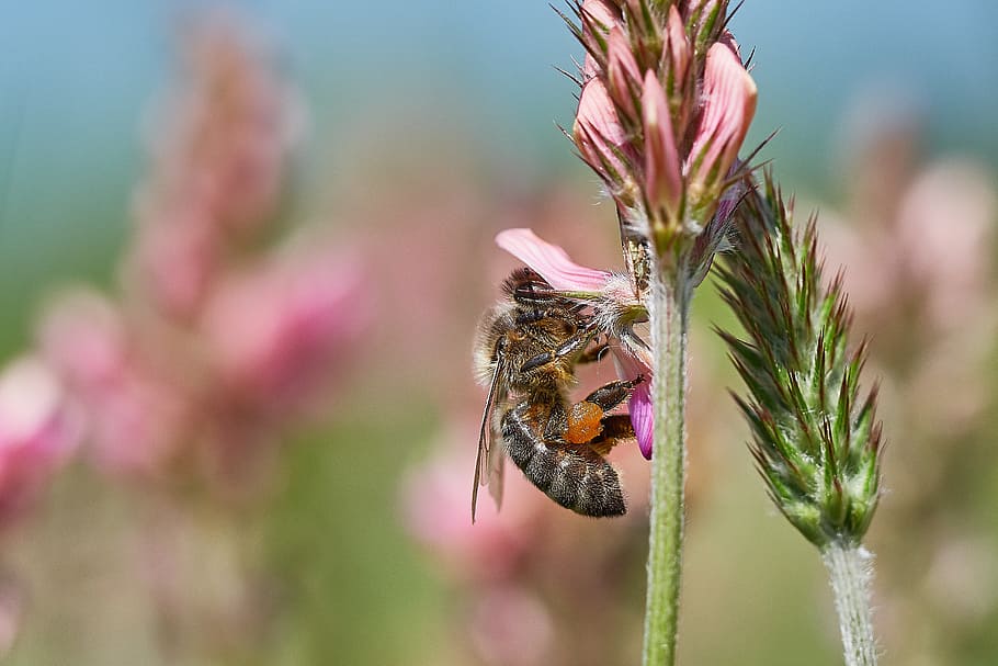 bee, flower, field, summer, insect, blossom, bloom, macro, pollen HD wallpaper