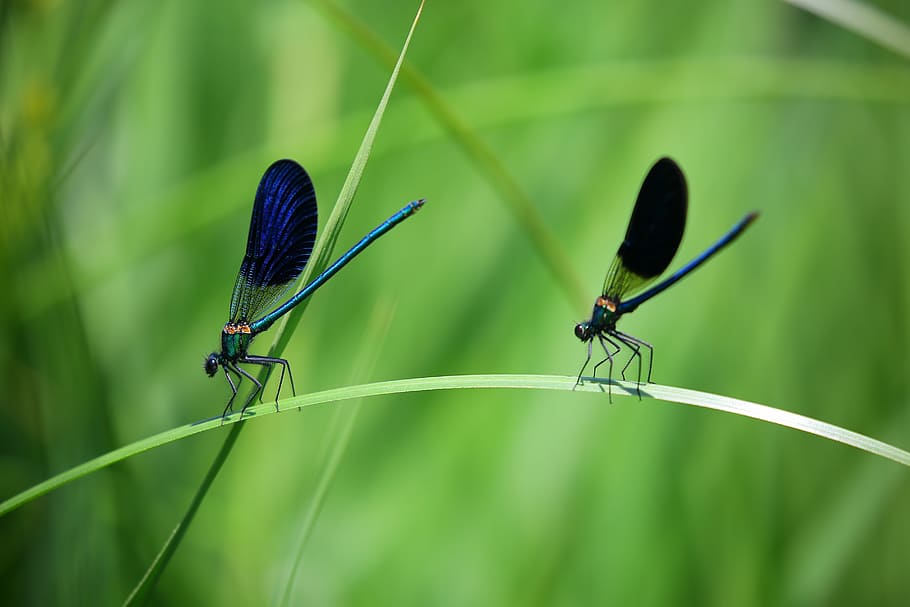 close up, dragonflies, insects, macro, dragonfly, nature, animal HD wallpaper