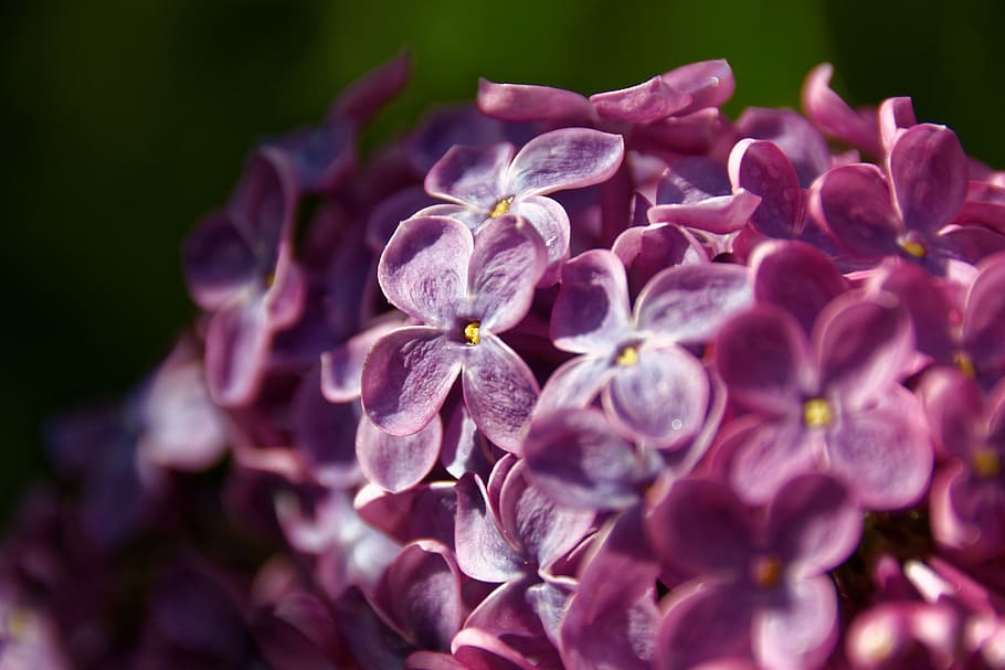 lilac, tree, blossom, bloom, flower, plant, close, purple, macro HD wallpaper