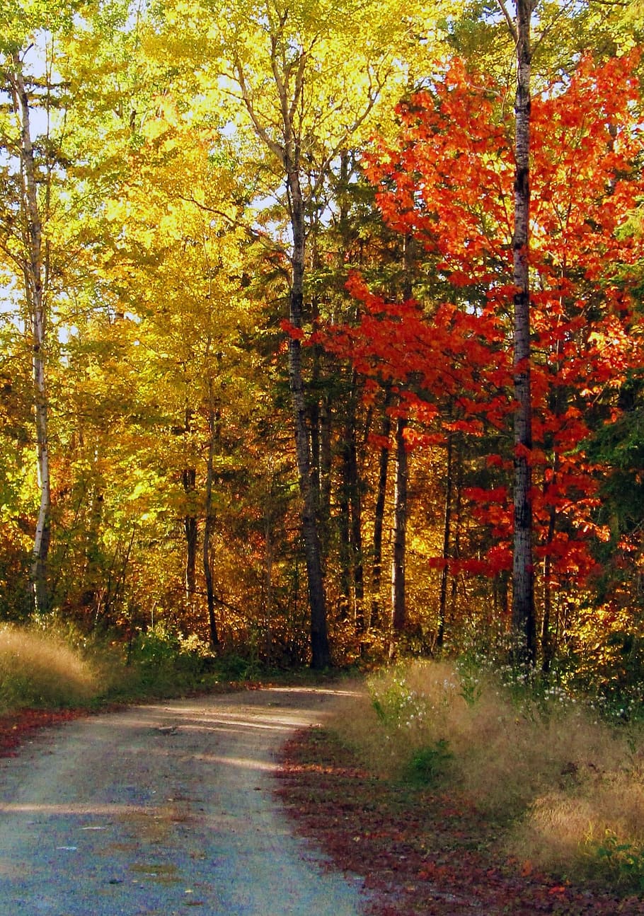 red maple trees, autumn path, fall, leaves, forest, nature HD wallpaper