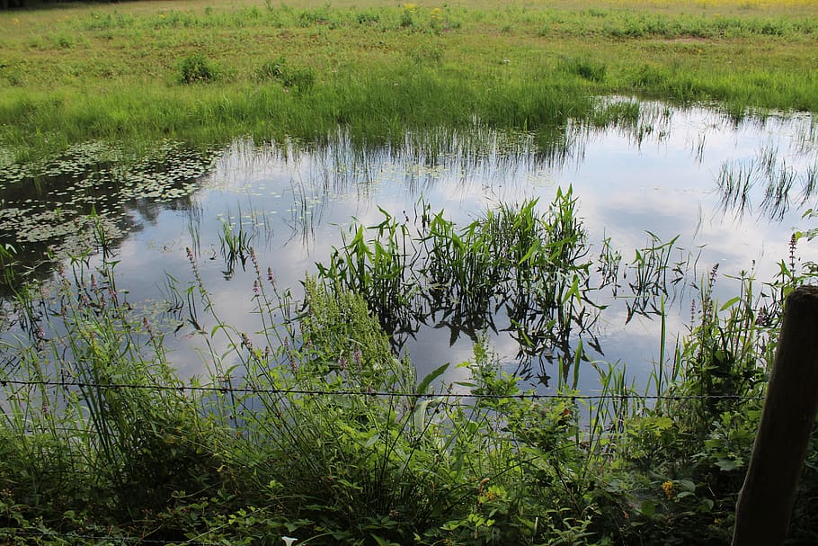 water, reflection, nature, river, landscape, plant, lake, tranquility HD wallpaper