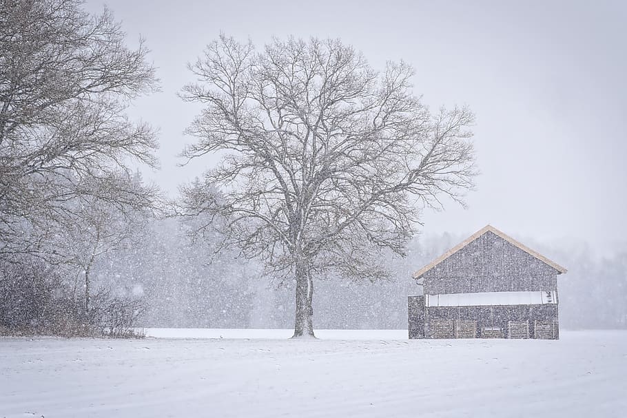 winter, snow, frost, cold, tree, snowflakes, hut, winter time HD wallpaper