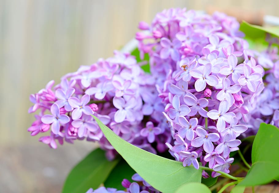 selective focus photography pink cluster flowers, Lilac, Spring HD wallpaper