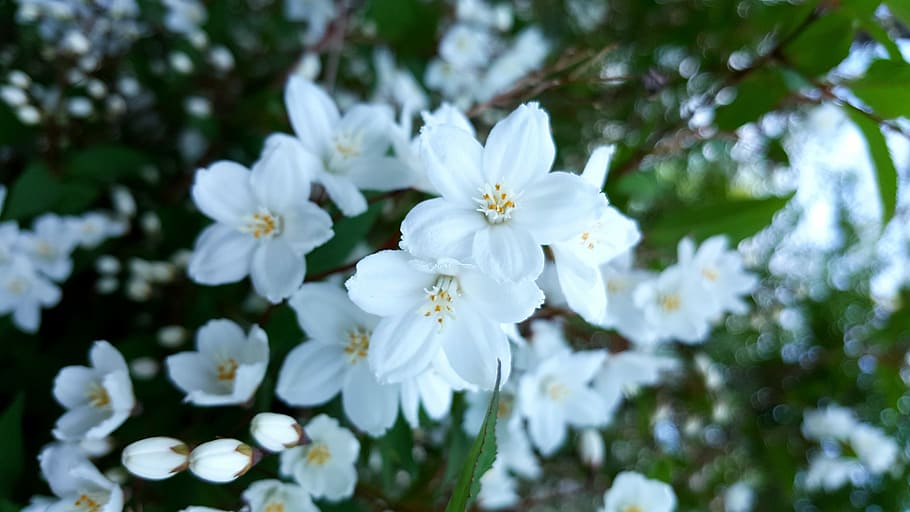 White Flower, Summer, after white, garden, plant, white color HD wallpaper