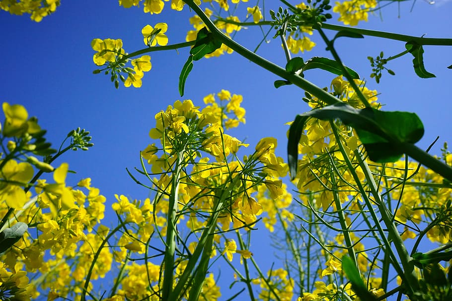 rape blossoms, inflorescence, oilseed rape, yellow, flowers HD wallpaper
