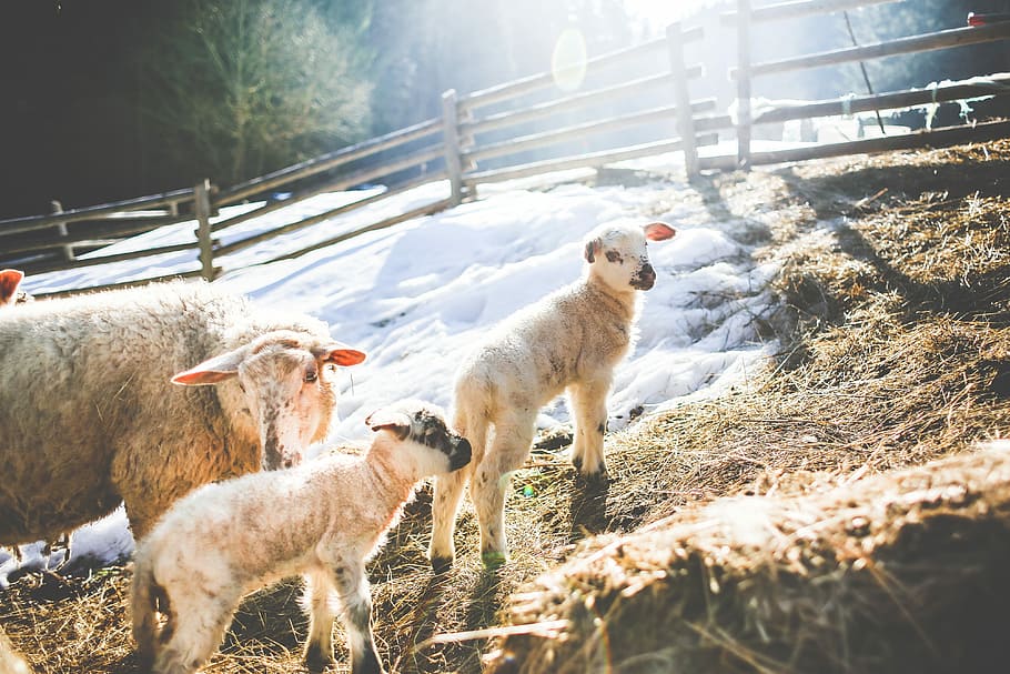 Sheep Family in Winter #2, animals, breeding, cold, cute, fence HD wallpaper