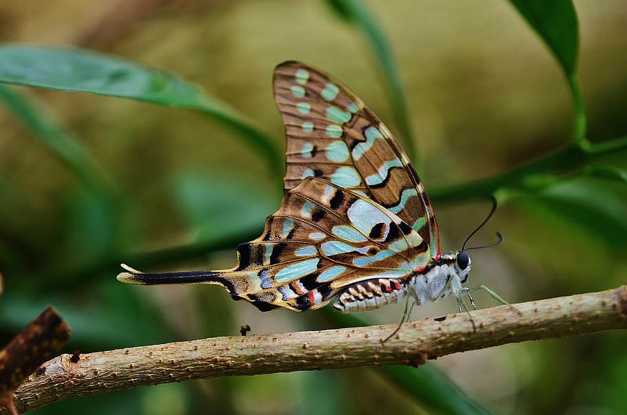 close-up photo of brown and teal butterfly, insect, colorful