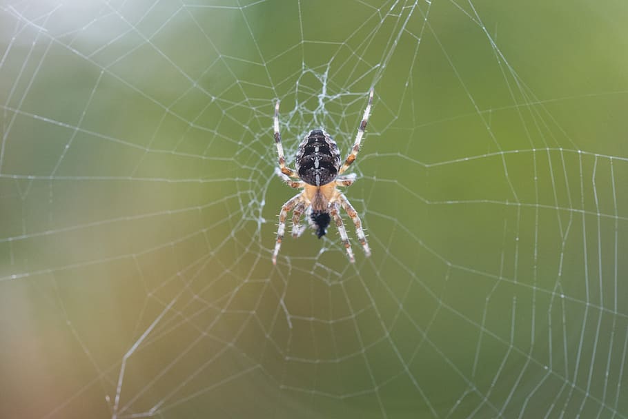 cross spider, fiber, macro, natural, spider web, fragility HD wallpaper