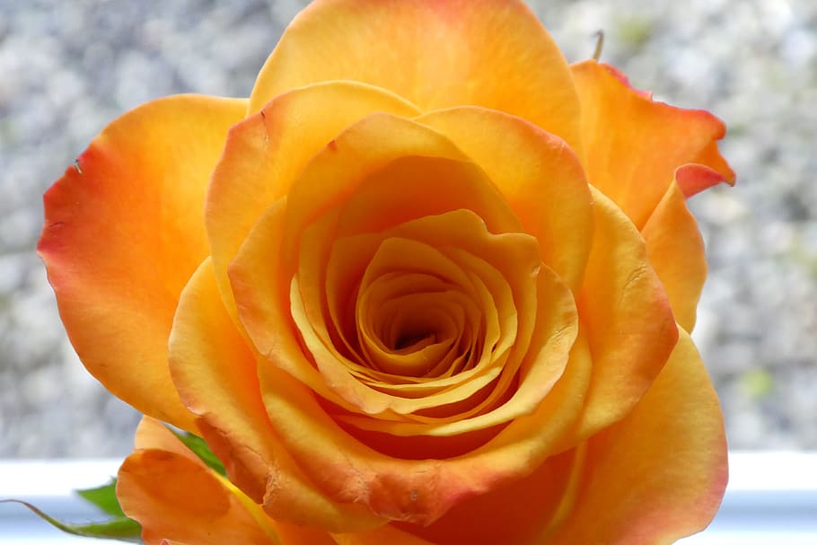 rose, blossom, bloom, close, yellow, flower, flowering plant HD wallpaper