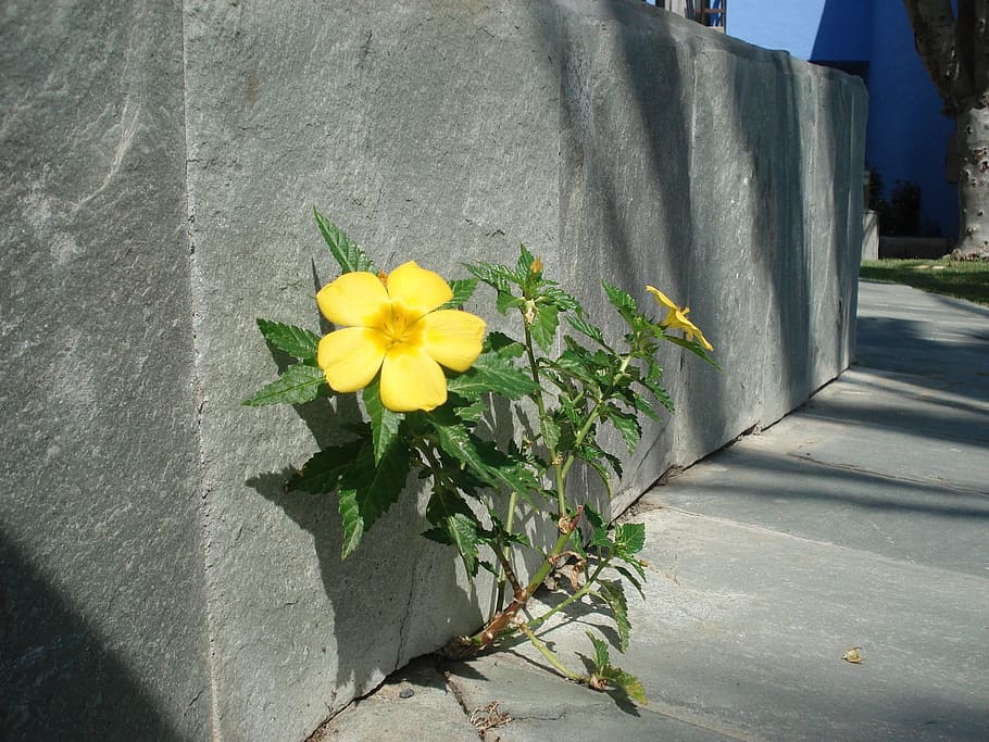 wall flower, roadside, plant, flowering plant, yellow, nature HD wallpaper