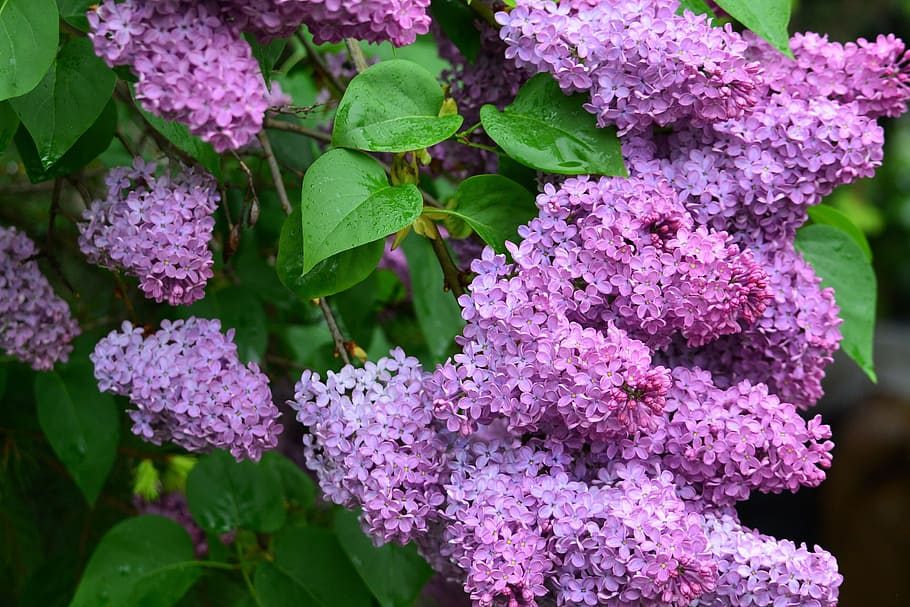organ, flower, nature, spring, buddleja davidii, flowering plant HD wallpaper