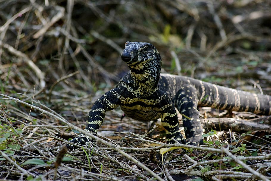 animal, blur, close-up, color, dried twigs, environment, lizard HD wallpaper