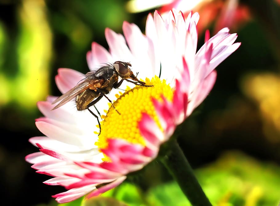 plant, nature, live, flower, flowering plant, fragility, vulnerability HD wallpaper