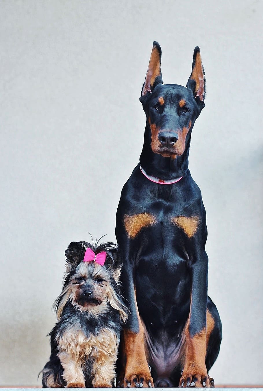 yorkshire terrier, doberman, dogs, portrait, friendship, poesing, HD wallpaper