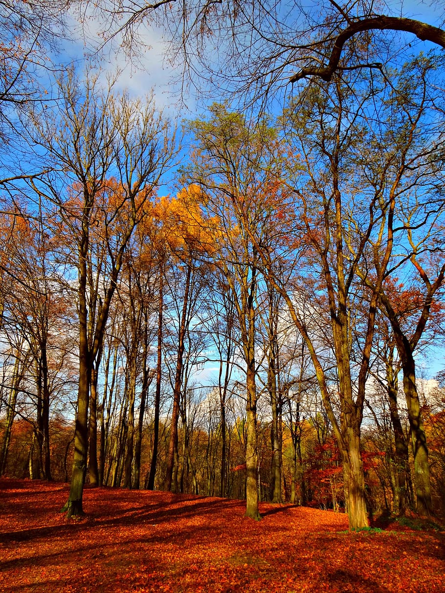 Tree, Forest, Nature, Landscape, autumn, beauty, leaf, outdoors HD wallpaper