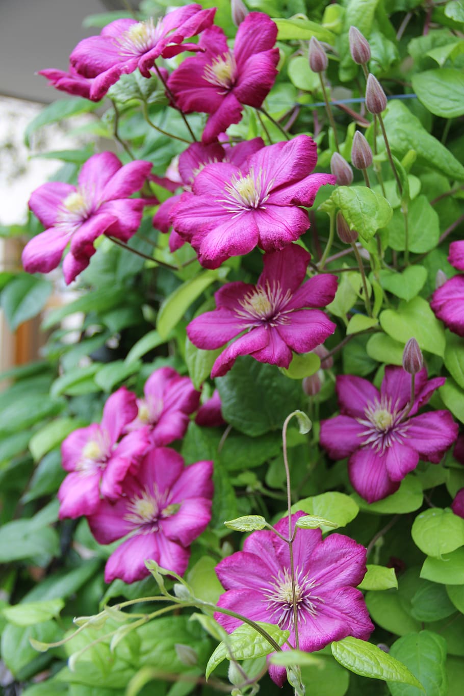clematis, flowers, plant, flowering plant, beauty in nature HD wallpaper
