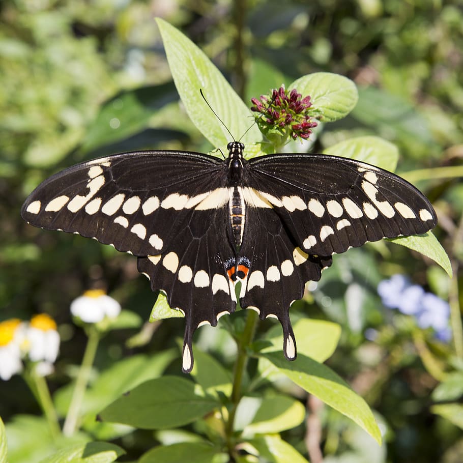 Butterfly, Leaves, Leaf, Nature, Summer, spring, green, plant HD wallpaper